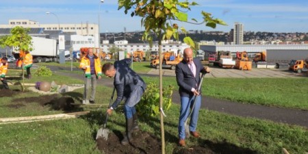 Pražské služby vysadí téměř 70 nových stromů a další budou následovat